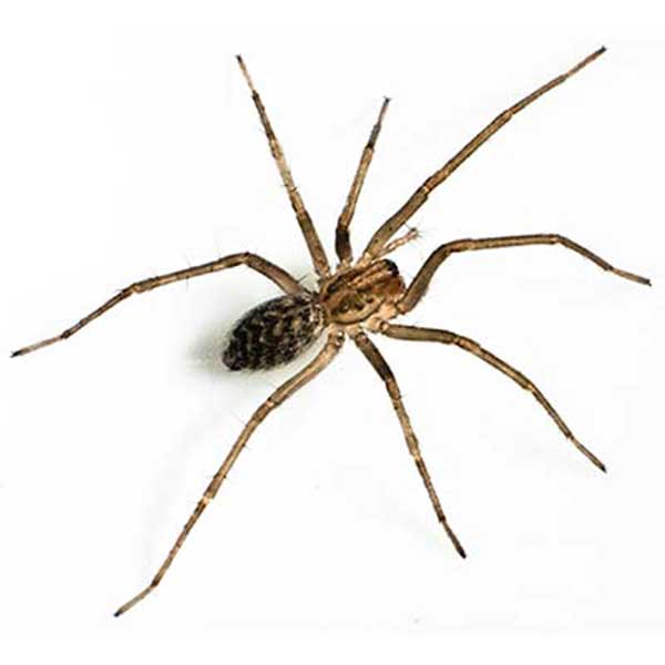 Giant House Spider against a white background - Keep Giant House Spiders away from your home with Bug Out in St. Louis