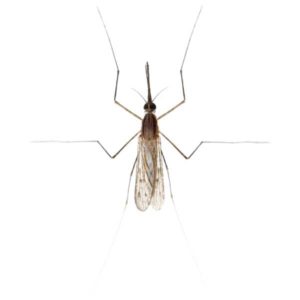 Gnat against a white background - Keep Gnats away from your home with Bug Out in St. Louis.