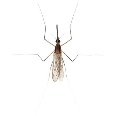 Gnat against a white background - Keep Gnats away from your home with Bug Out in St. Louis.