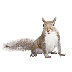 Gray Squirrel against a white background - Keep Gray Squirrels away from your home with Bug Out in St. Louis