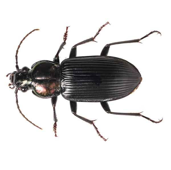 A Ground Beetle against a white background - Keep Ground Beetles away from your home with Bug Out in St. Louis.