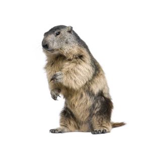 Groundhog against a white background - Keep Groundhogs away from your home with Bug Out in St. Louis