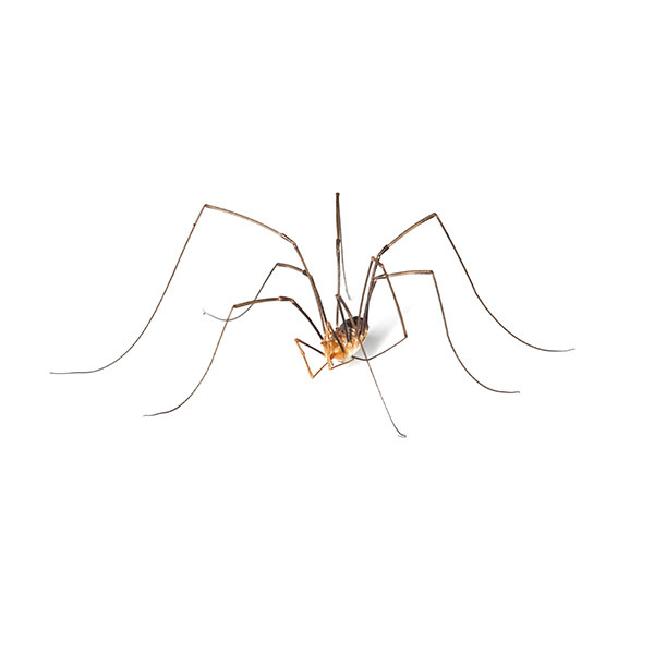 Harvestmen against a white background - Keep Harvestmen away from your home with Bug Out in St. Louis