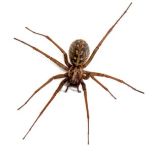 Hobo Spider against a white background - Keep Hobo Spiders away from your home with Bug Out in St. Louis
