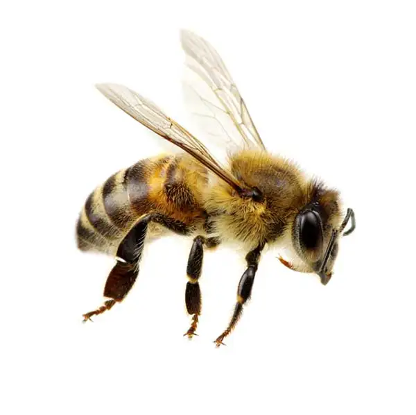 Honey bee on a white background