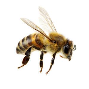Honey Bee against a white background - Keep Honey Bees away from your home with Bug Out in St. Louis.