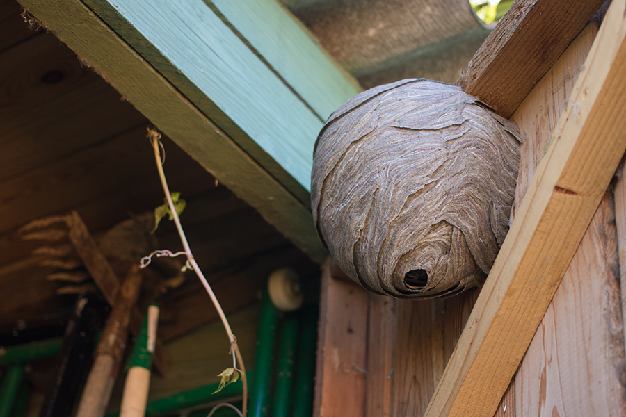 A hornet nest outside a shed in a backyard - Keep hornets away from your home with Bug Out in St. Louis MO