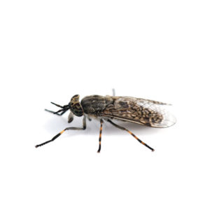 Horse Fly against a white background - Keep Horse Flies away from your home with Bug Out in St. Louis.