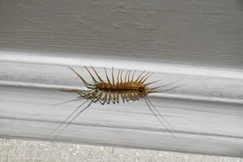 House centipede on a wall in a home
