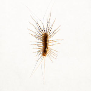 House Centipede against a white background - Keep House Centipedes away from your home with Bug Out in St. Louis.