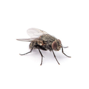 House Fly against a white background - Keep House Flies away from your home with Bug Out in St. Louis.