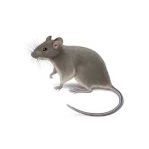House Mouse against a white background - Keep House Mice away from your home with Bug Out in St. Louis
