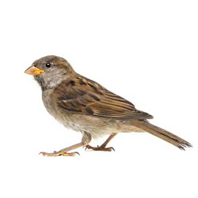 A House Sparrow against a white background - Keep House Sparrows away from your home with Bug Out in St. Louis.