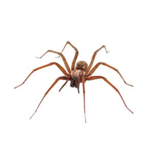 House Spider against a white background - Keep House Spiders away from your home with Bug Out in St. Louis