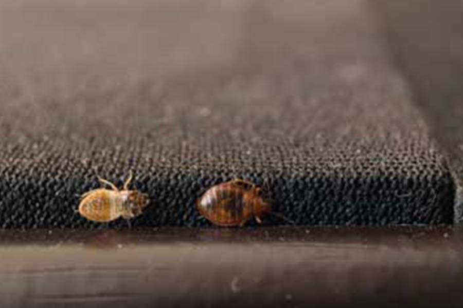 Bed bugs travelling across a carpet - Keep bed bugs out of your home with Bug Out in St. Louis