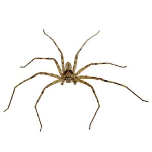 Huntsman Spider against a white background - Keep Huntsman Spiders away from your home with Bug Out in St. Louis
