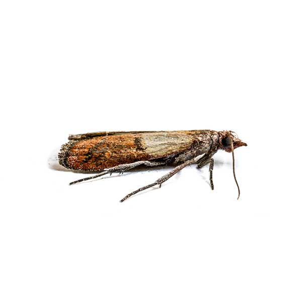Indian Meal Moth against a white background - Keep Indian Meal Moths away from your home with Bug Out in St. Louis