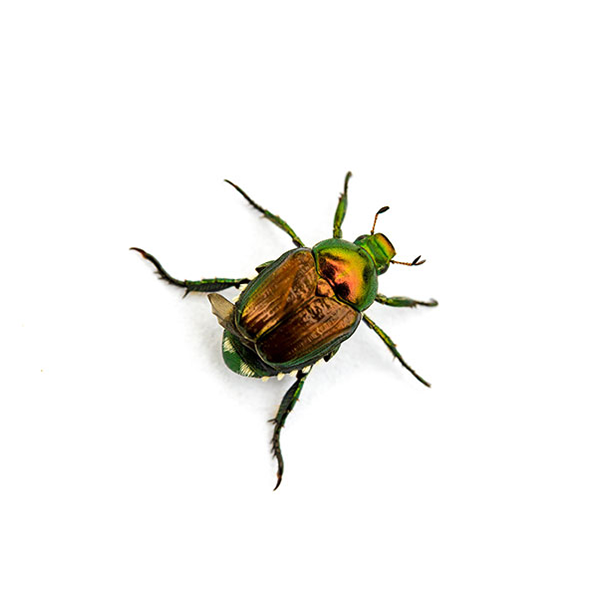A Japanese Beetle against a white background - Keep Japanese Beetles away from your home with Bug Out in St. Louis.