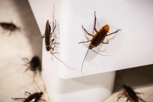 Keep Cockroaches out of your Home in your area