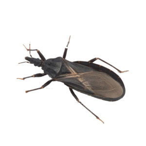 Kissing Bug against a white background - Keep Kissing Bugs away from your home with Bug Out in St. Louis.