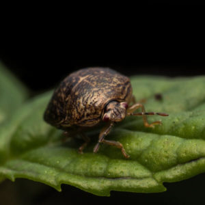 Kudzu bug crawling on a leaf - Keep kudzu bugs away from your home with Bug Out in St. Louis
