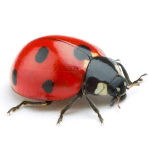 Ladybug against a white background - Keep Ladybugs away from your home with Bug Out in St. Louis.