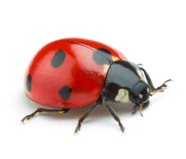 Ladybug against a white background - Keep Ladybugs away from your home with Bug Out in St. Louis.