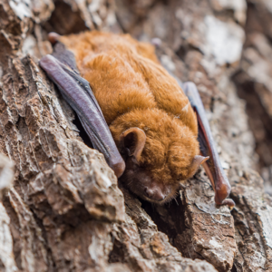 A brown bat on a cliff side - Prevent brown bats with Bug Out in St. Louis