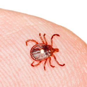 Lone star tick on a person's finger - Keep lone star ticks from your home with Bug Out in St. Louis