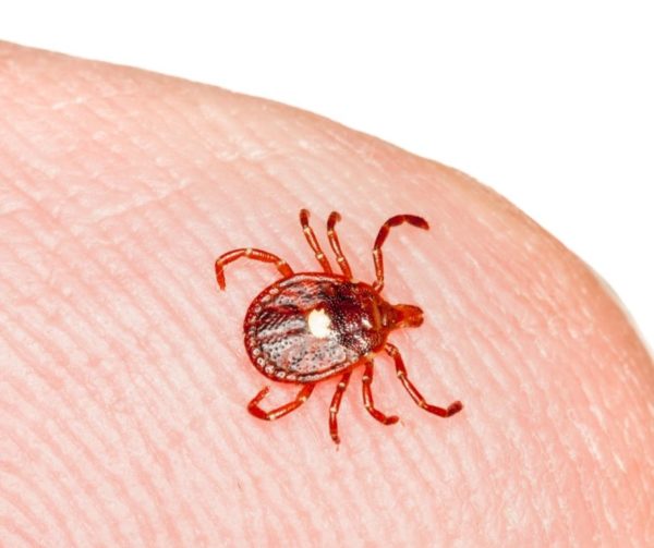 Lone star tick on a person's finger - Keep lone star ticks from your home with Bug Out in St. Louis