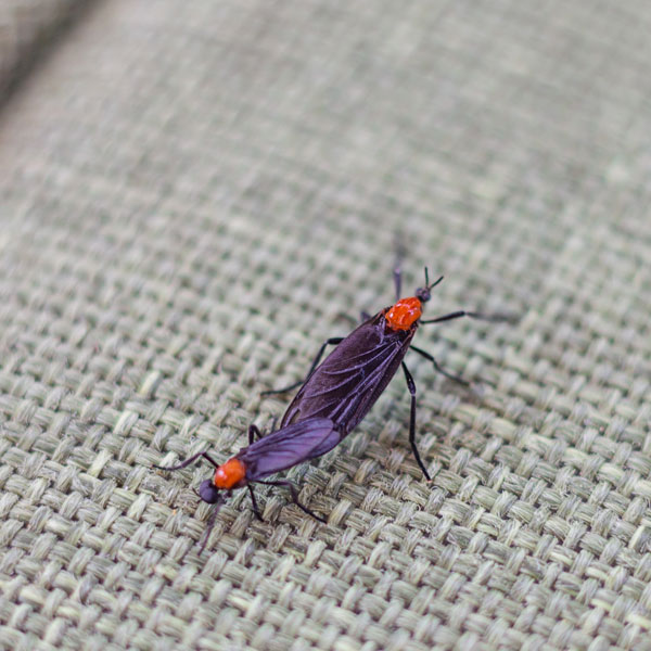 Lovebugs crawling on a lawn chair - Keep lovebugs away from your home with Bug Out in St. Louis