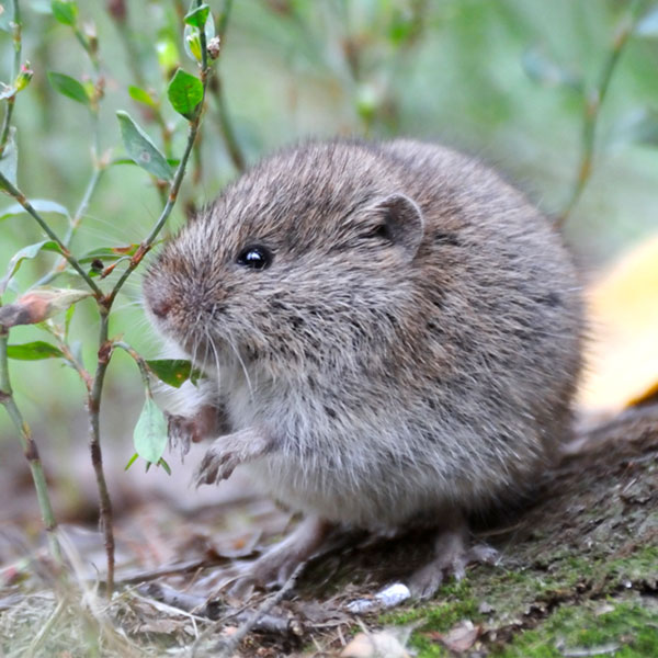 Meadow vole in a garden - Keep meadow voles out of your garden with Bug Out in St. Louis