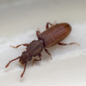 Merchant Grain Beetle on a grain of rice - Keep pantry pests away from your kitchen with Bug Out in St. Louis