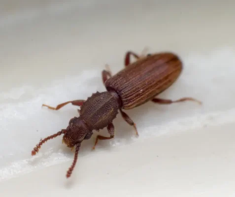 Merchant Grain Beetle on a grain of rice - Keep pantry pests away from your kitchen with Bug Out in St. Louis