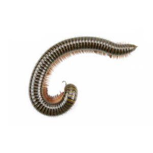 Millipede against a white background - Keep Millipedes away from your home with Bug Out in St. Louis.