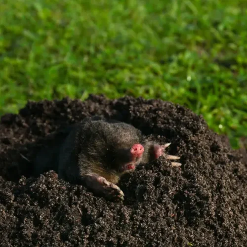 How to Get Rid of Burrowing Rodents in your area