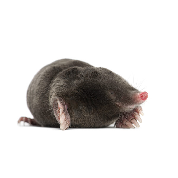 Mole against a white background - Keep Moles away from your home with Bug Out in St. Louis