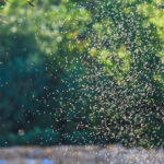 A swarm of mosquitos outside - Keep mosquitos away from your home with Bug Out in St. Louis MO