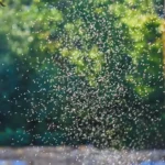 A swarm of mosquitos outside - Keep mosquitos away from your home with Bug Out in St. Louis MO