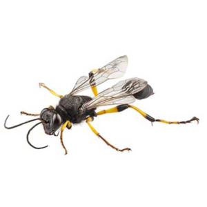 Mud Dauber against a white background - Keep Mud Daubers away from your home with Bug Out in St. Louis.