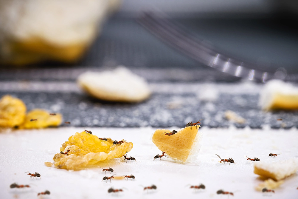 A close-up shot of an ant colony gathering bread crumbs on a kitchen table.