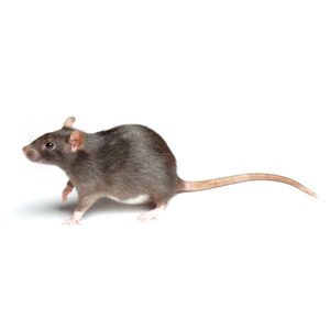 Norway Rat against a white background - Keep Norway Rats away from your home with Bug Out in St. Louis