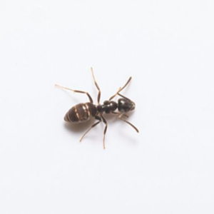 Odorous House Ant against a white background - Keep Odorous House Ants away from your home with Bug Out in St. Louis.