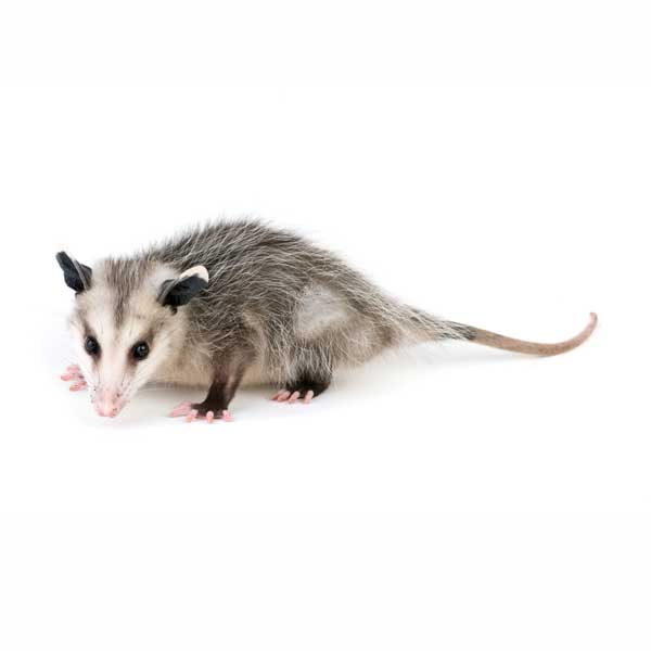 Opossum against a white background - Keep Opossums away from your home with Bug Out in St. Louis