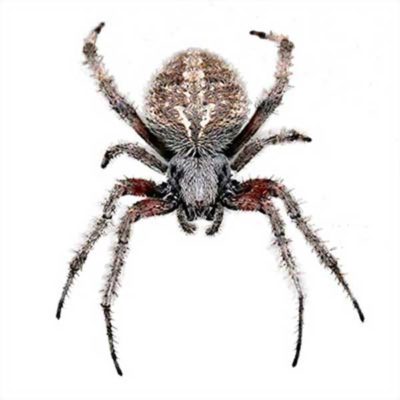 Orb Weaver against a white background - Keep Orb Weavers away from your home with Bug Out in St. Louis