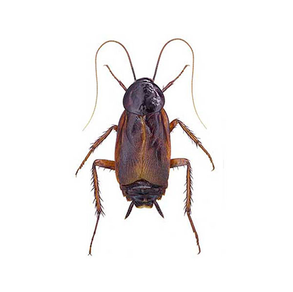 A Oriental Cockroach against a white background - Keep Oriental Cockroaches away from your home with Bug Out in St. Louis.