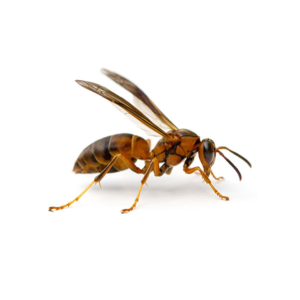 Paper Wasp against a white background - Keep Paper Wasps away from your home with Bug Out in St. Louis.