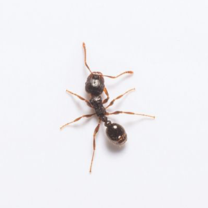 Pavement Ant against a white background - Keep Pavement Ants away from your home with Bug Out in St. Louis.