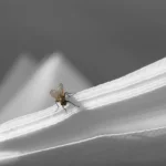 A pest fly on top of restaurant napkins. Contact Bug Out to stop flies from entering your business.