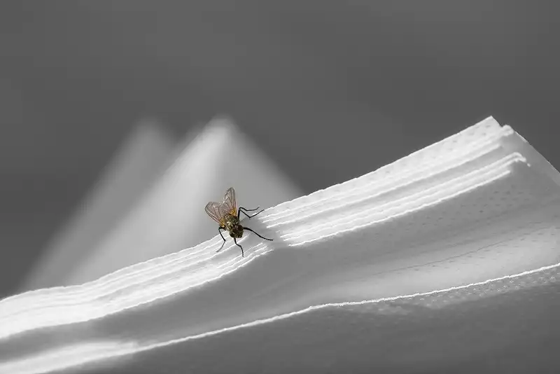 A pest fly on top of restaurant napkins. Contact Bug Out to stop flies from entering your business.